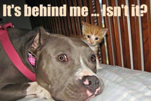 Funny PitbullFunny Pictures, Dogs Cat, Pitbull, Pets, Pit Bull, Funny ...