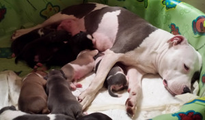 Breed Pitbull Puppies For