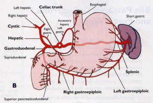 left gastric arterymon hepatic artery splenic artery