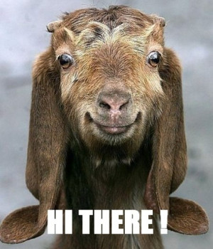Funny Quotes About Goats. QuotesGram