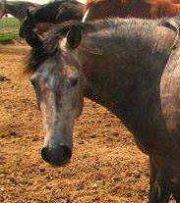 Save Horses from Slaughter - The Petition Site | Facebook