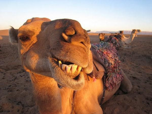 camel picture for funny camel funny camels funny camel funny camel ...