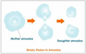 amoeba reproduction