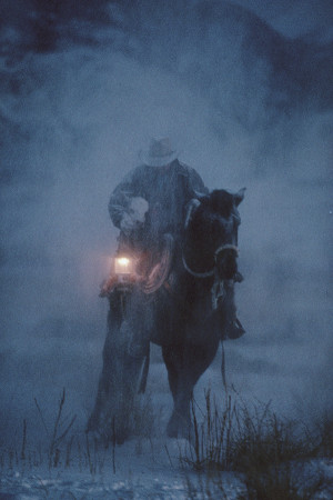 ... sheltering a young cow calf in the winter snow and inclement weather
