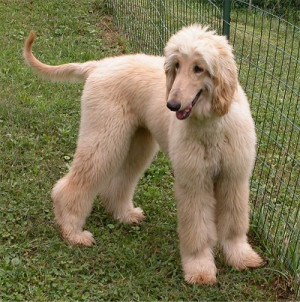 Teddy the Afghan Hound at 7 months