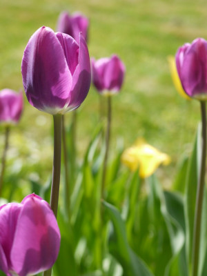 Tulip Quotes and Sayings