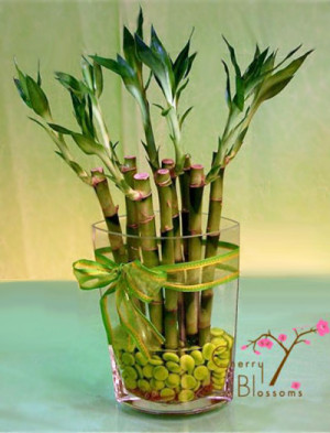 Medium Lucky Bamboo Plant
