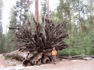 Delights of the Heart: Monday's Quotes, Magnificent Trees