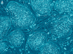 Description Human embryonic stem cells only A.png