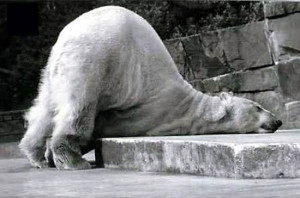 Too Tired , Funny Animals