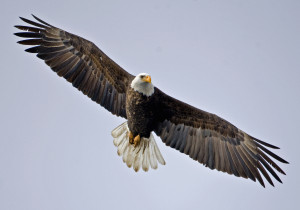 ... population dynamics of wintering bald eagles through long-term data