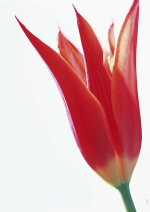 nature flowers quotes valleys tulips iran holland macro windmills ...