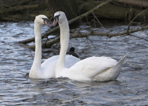 Mute Swans Could Permanently Silenced in NY Thanks to a Plan to ...