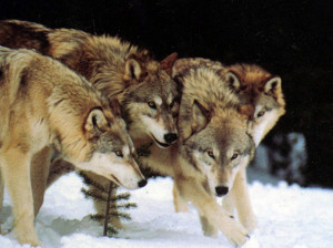 ... Wolf, and the strength of the Wolf is the Pack.