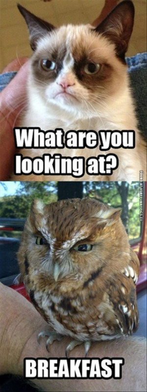 funny angry animals