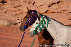 ... Arabian horses: Badia Tours & Stables - Arabian Horses from Desert