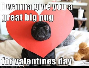 tagged with funny pug dog pictures 35 pics funny pictures