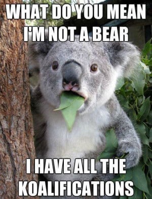 Funny Pictures of Bears