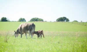 New to Veganism? Read This! Inspirational Quotes From More Than 30 ...