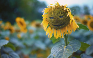 nature, flowers, funny , smiley , sunflowers wallpapers