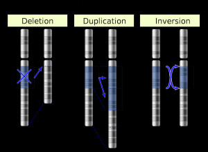 Deletion Duplication Inversion Translocation