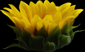 SUNFLOWER - PNG / TUBE