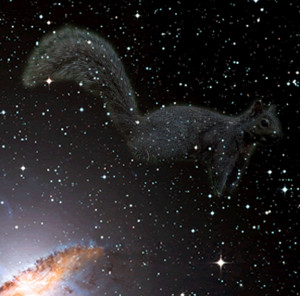 Squirrel Photo New...