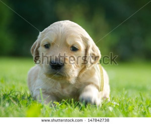 ... -grass-background-small-nice-puppy-dog-white-labrador-147842738.jpg
