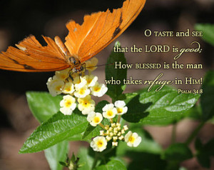 Taste and See That the Lord Is Go od- Orange Butterfly Photo with ...