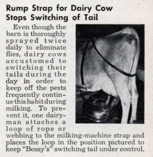dairy cow showing quotes