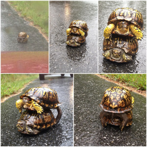 Rainy day slowpoke by TenderTheDog in funny