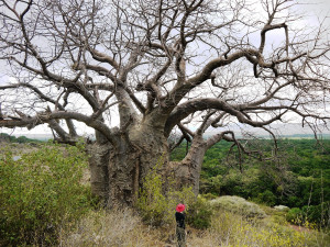 Baobab trees, like this giant in Tanzania, are under threat from land ...