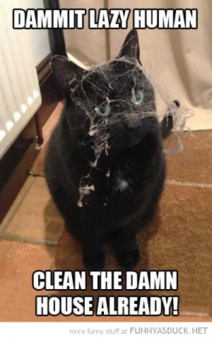 funny angry cat spider web face damn lazy human clean house pics 1