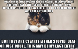 Sad Cat Deals With Starvation When Its Food Bowl Is Half Empty & Warns ...