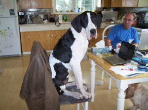 Great Dane Sits At Dinner Table