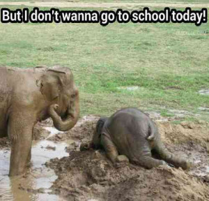 An Elephant Tantrum