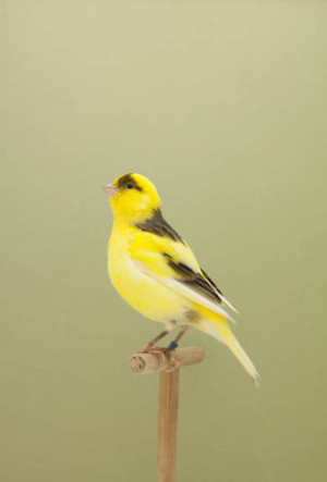 canary bird birds