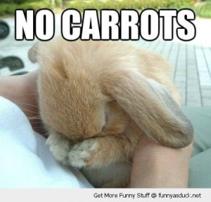 sad cute bunny rabbit animal no carrots funny pics pictures pic ...