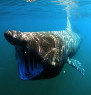 Generic image showing a basking shark feeding on plankton is courtesy ...