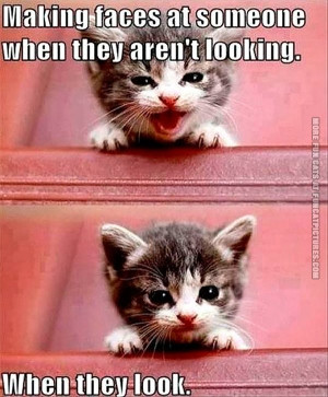 funny-cat-pics-making-faces-at-someone