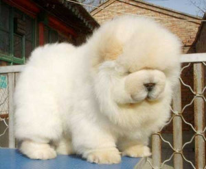 Source: http://www.aplacetolovedogs.com/tag/chow-chow/ Like