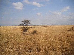 Africa Savanna Plant Life...