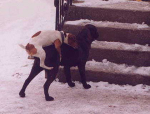 dogs_humping2