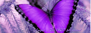 7499-lupus-butterfly.jpg