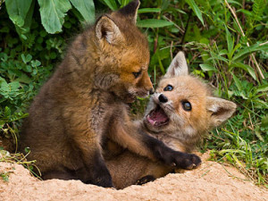 Don Ignore The Little Foxes