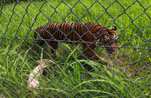 Rizal said “This is the secret of animals; If you meet a tiger in ...