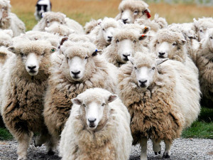 Counting Sheep? Does stress give you insomnia?