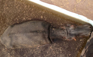 hippo trapped in a pool in Limpopo. Christa van der Walt/EWN