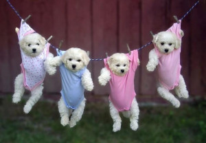 puppies hanging in baby clothes clothes cute puppies