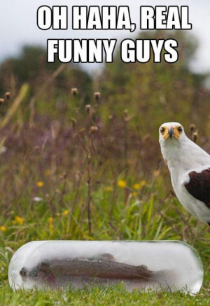 Add new comment: Cancel reply